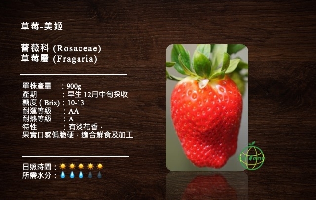 草莓-美姬