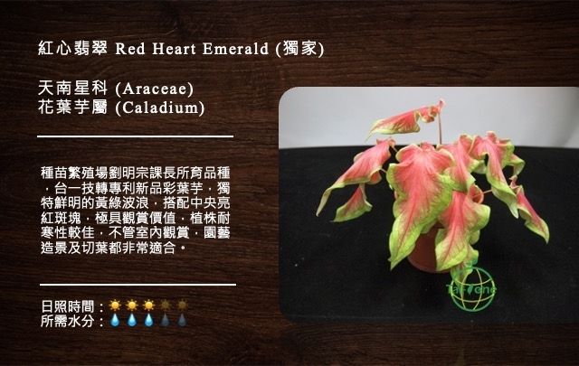 彩葉芋-紅心翡翠