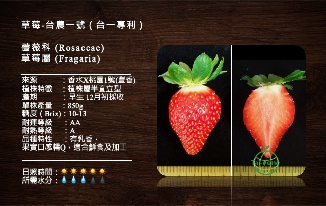 草莓-台農一號 (台一專利品種)