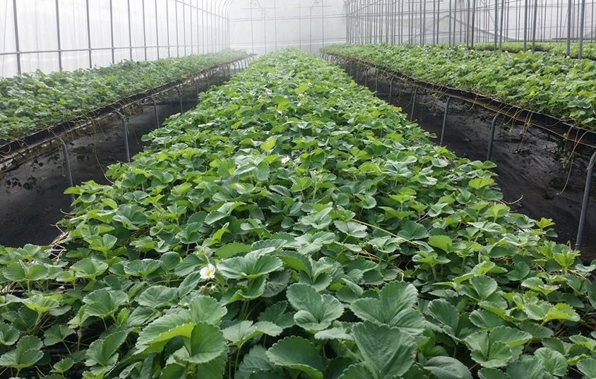 產期調節育苗 產期調節育苗